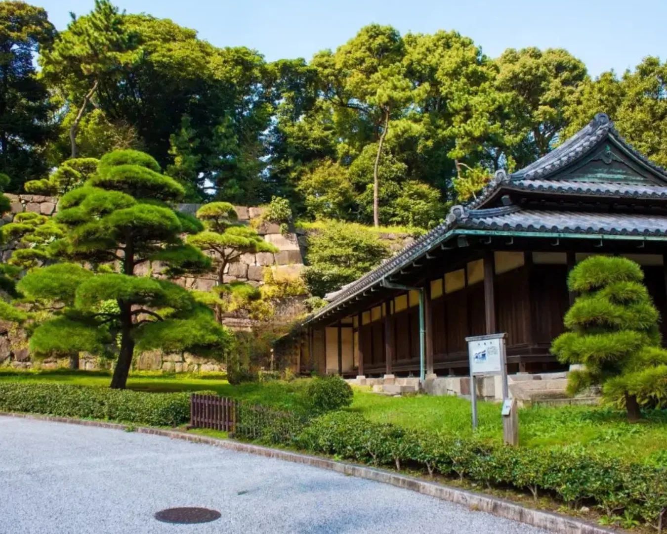 Black pine trees and open space at Kokyo Gaien with Marunouchi towers in the background.