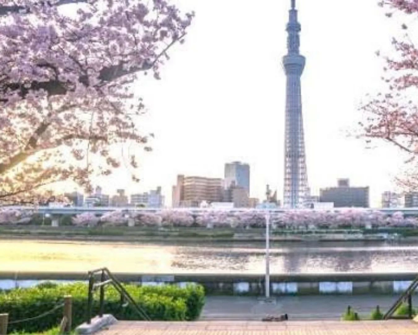 The Sumida River, bridges, and Tokyo Skytree seen from the Asakusa riverside.