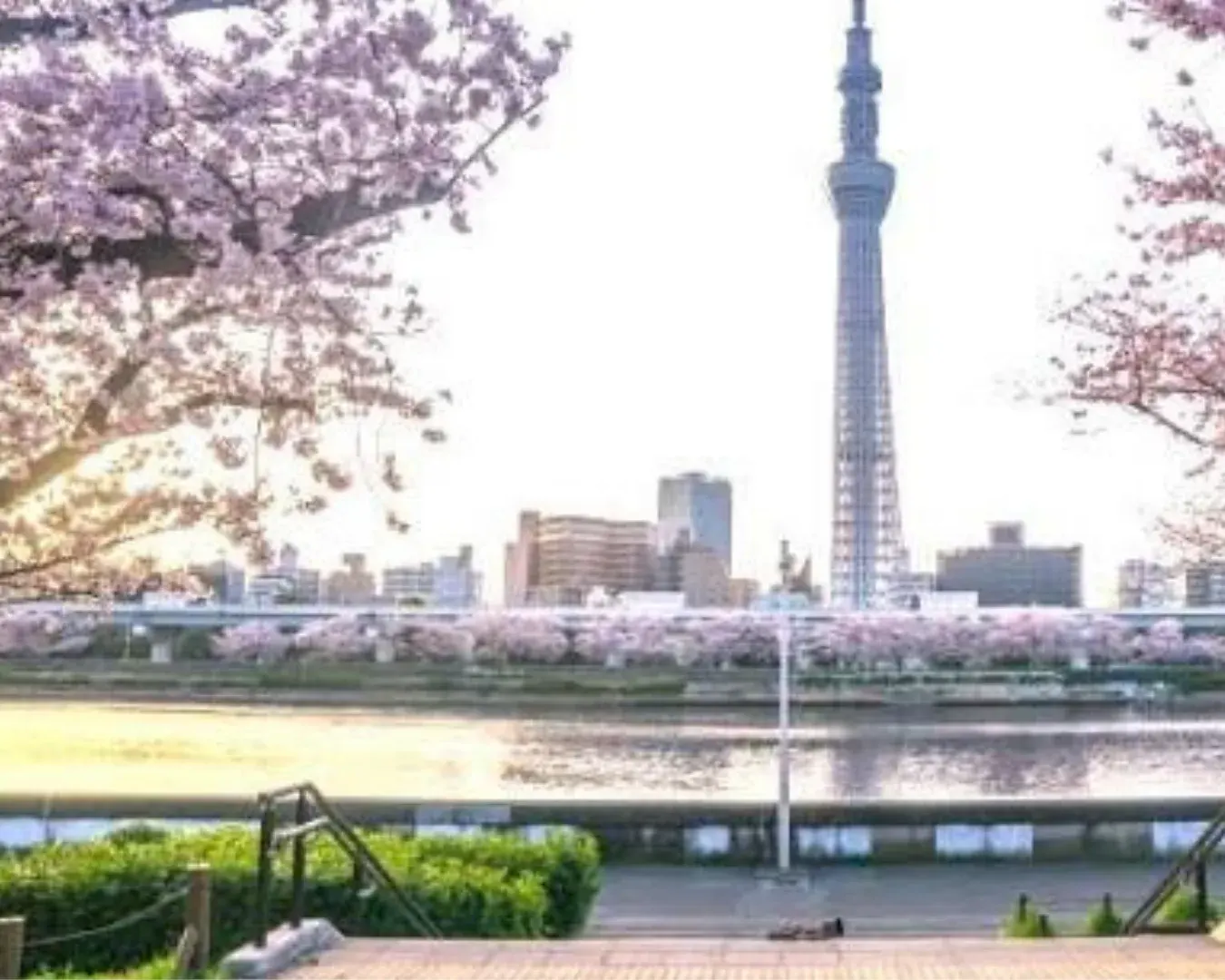 The Sumida River, bridges, and Tokyo Skytree seen from the Asakusa riverside.